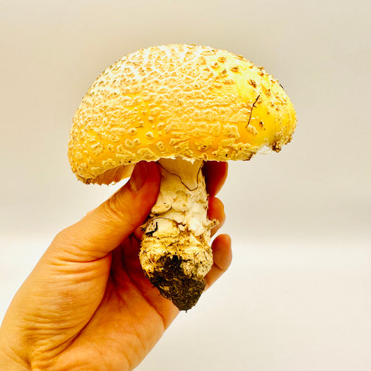 Amanita, Devils & Dragons Salve