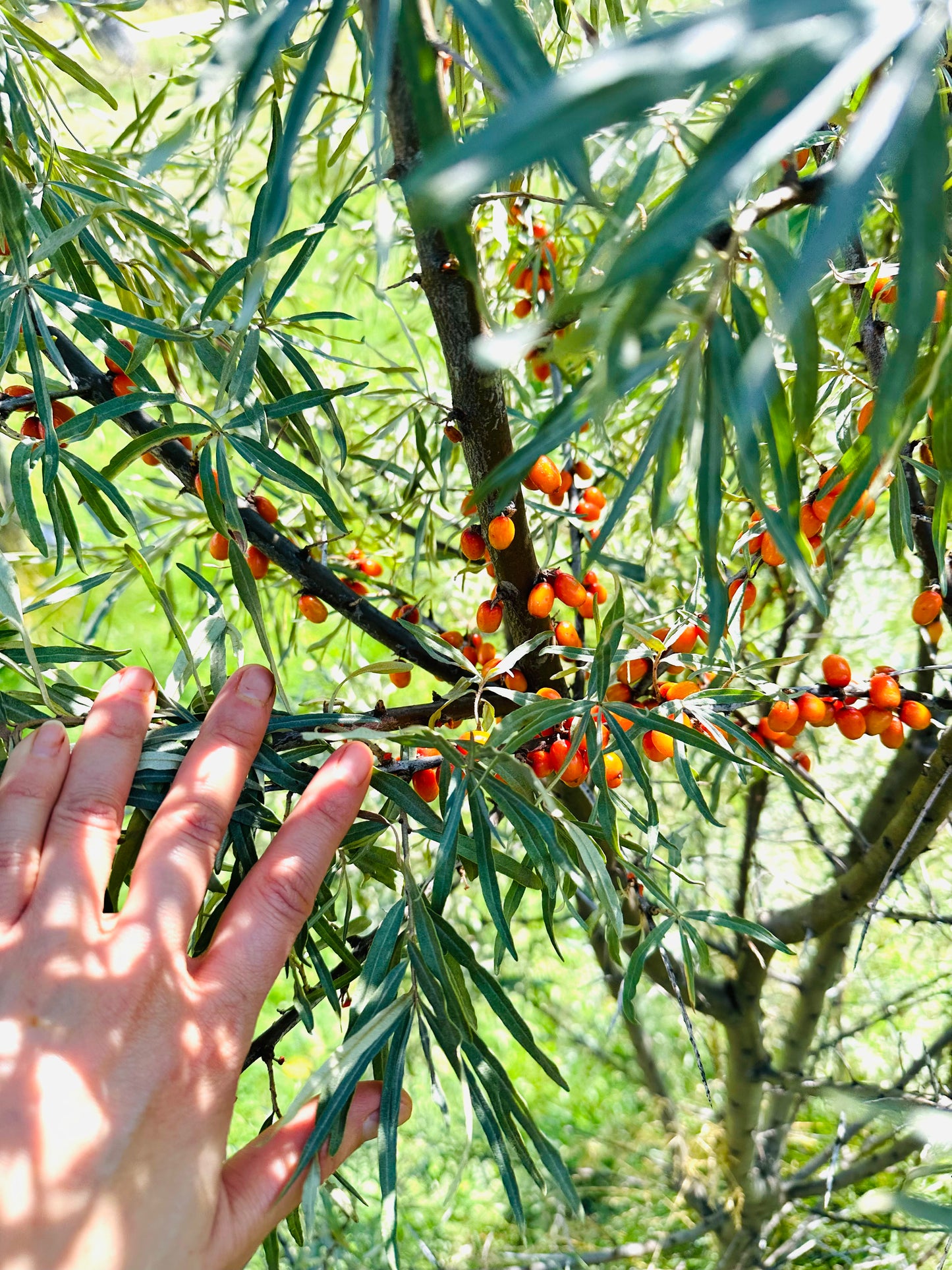 Sea Buckthorn & Calendula Salve