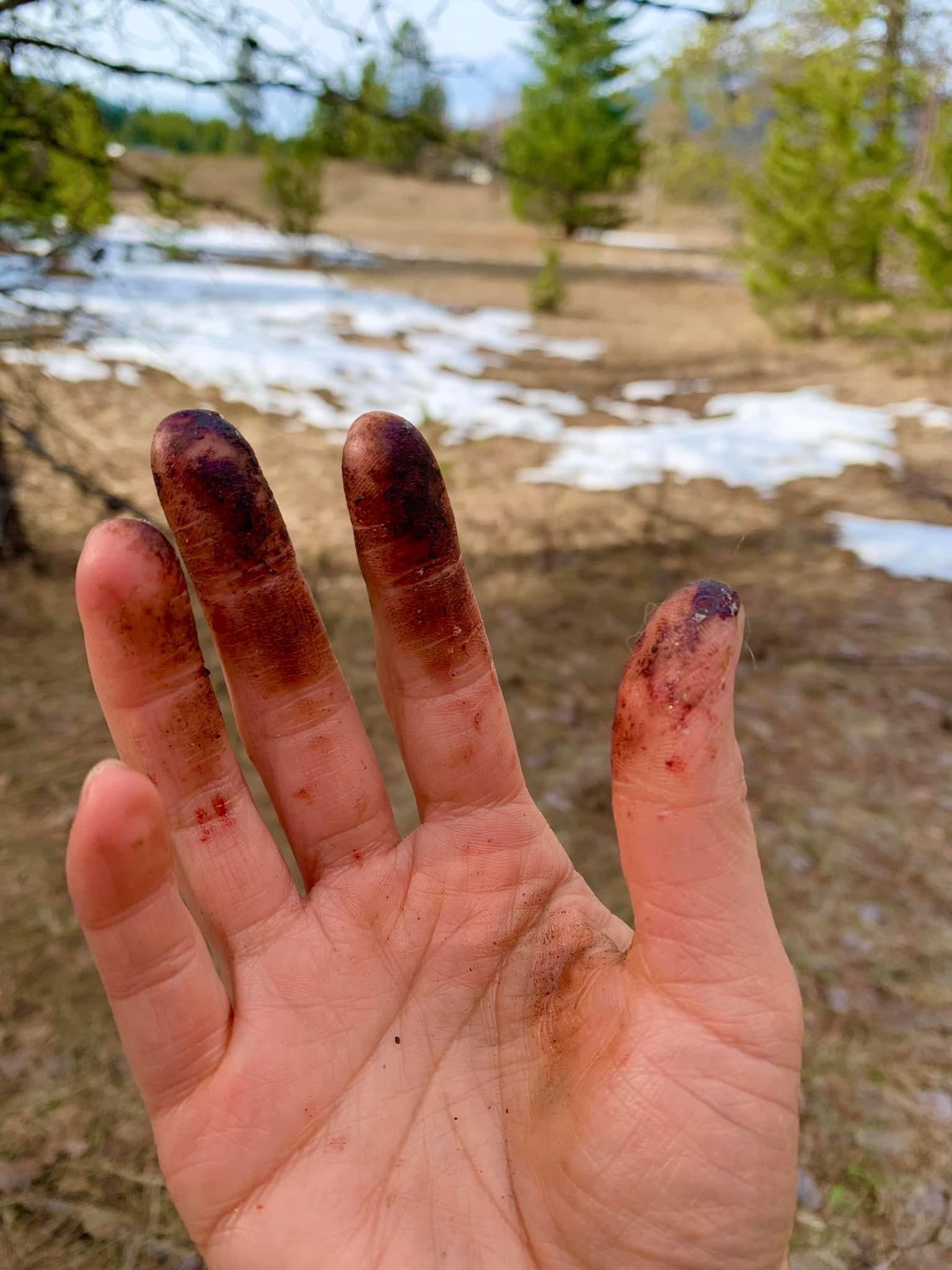 Balm of Gilead - Forage & Soothe