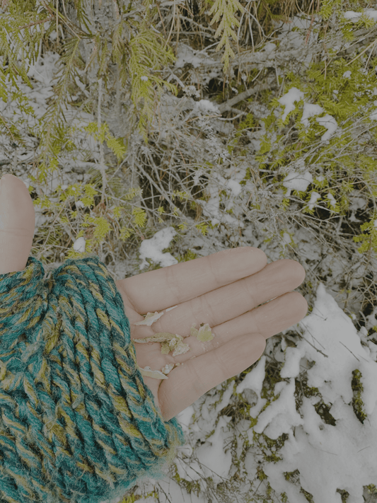 Cedar Resin and Botanical Intelligence: Learning from How Trees Protect Themselves - Forage & Soothe