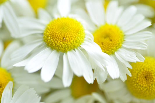 Chamomile