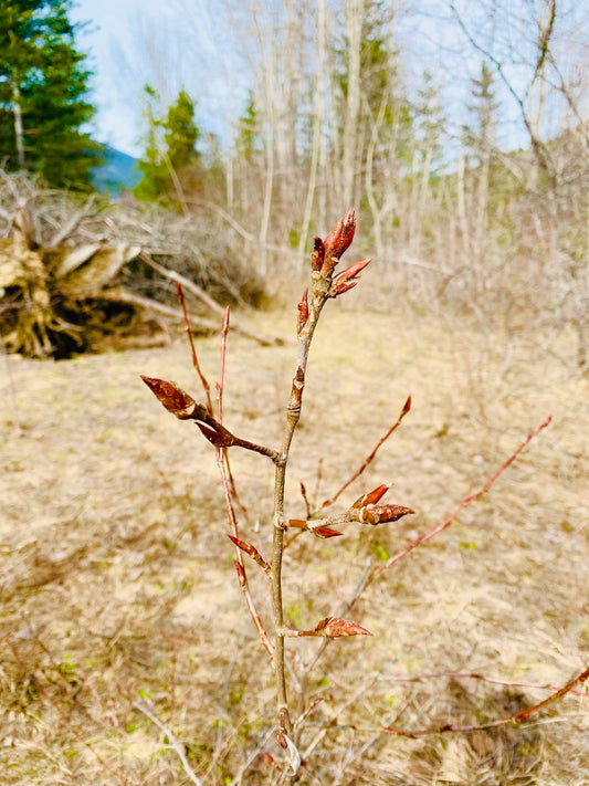 Balsam poplar