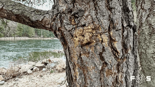 When Protection Needs Staying Power - Botanical Intelligence of Pine Pitch - Forage & Soothe