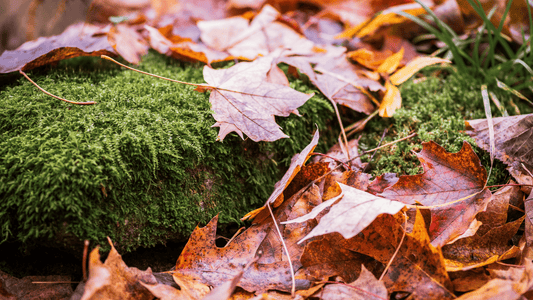 Beyond Acknowledgement: What My Ecosystem Taught Me About How I Do Business - Forage & Soothe