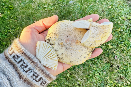 Amanita and the Discipline of Restraint - Forage & Soothe