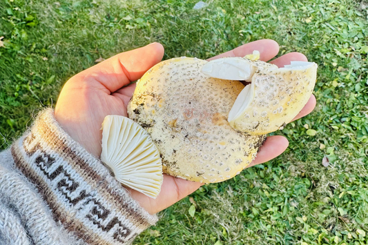 Amanita and the Discipline of Restraint