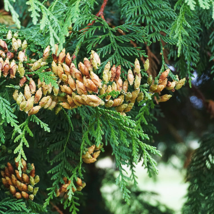 Herbal Remedies - Forage & Soothe